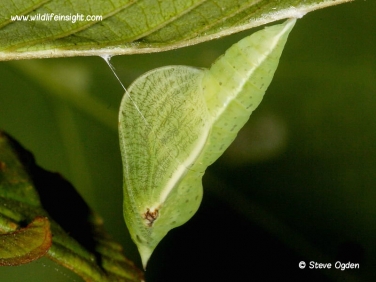 Brimstone butterfly chrysalis