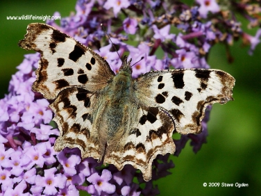 Comma butterfly (Polygonia c-album) aberration dilutus
