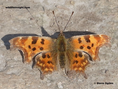 Comma butterfly basking in sunshine at Penhale Dunes on Cornwall's north coast