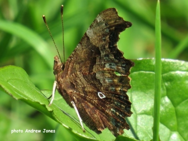 Comma Butterfly aberration  O-album sighting Andrew Jones