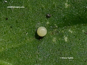 Freshly laid Dark Green Fritillary egg