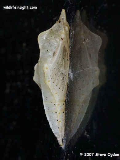 Green-veined White Butterfly chrysalis pale form (Pieris napi) © 2007 Steve Ogden