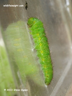 Green-veined White Butterfly pupating caterpillar (Pieris napi)