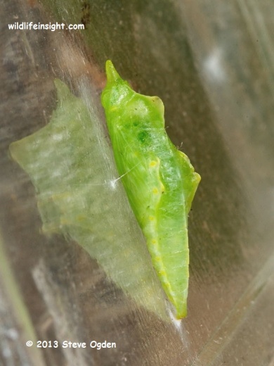 Green-veined White Butterfly chrysalis green form (Pieris napi) © 2013 Steve Ogden