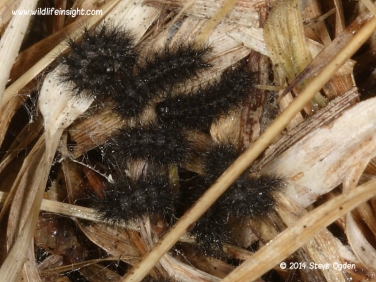 1610 Marsh Fritillary (Euphydryas aurinia) caterpillars emerging from hibernation 18th February