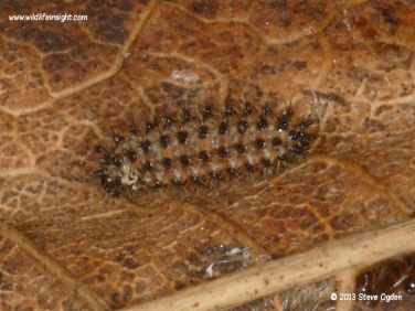 Small Pearl-bordered Fritillary (Boloria selene) - over wintered caterpillar