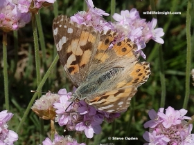 Pale migrant Painted Lady butterfly (Vanessa cardui) nectaring on thrift