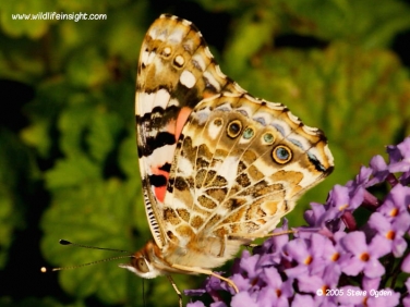 Painted Lady butterfly 0662