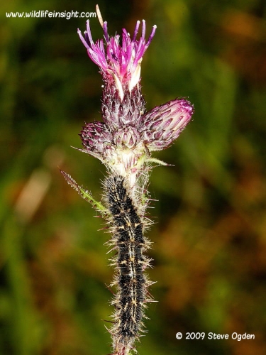 Painted Lady caterpillar 3355