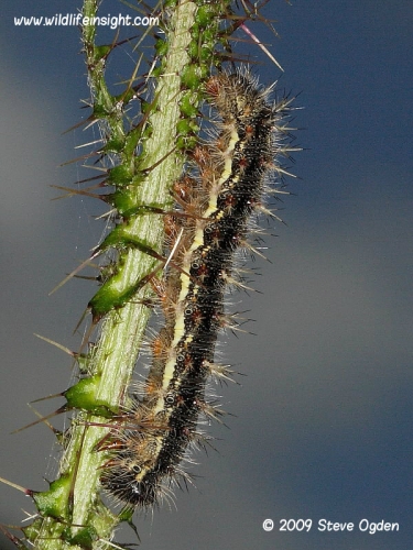Painted Lady caterpillar 3364