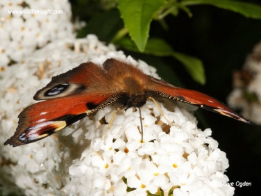 Peacock butterfly 0505