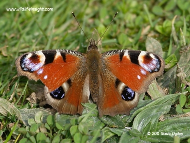 Peacock butterfly 6725