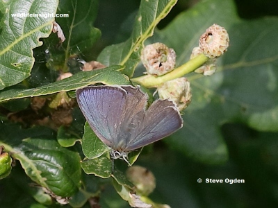 Male Purple Hairstreak butterfly  (Neozephyrus quercus)