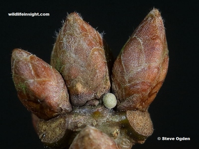 Purple Hairstreak butterfly  egg (Neozephyrus quercus)