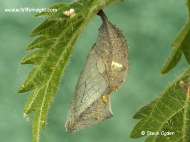 Red Admiral Butterfly (Vanessa atalanta) chrysalis photo Steve Ogden