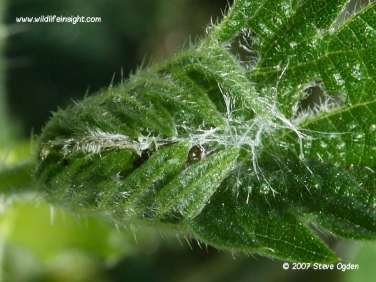 Red Admiral (Vanessa atalanta) early instar caterpillar nettle tent © Steve Ogden