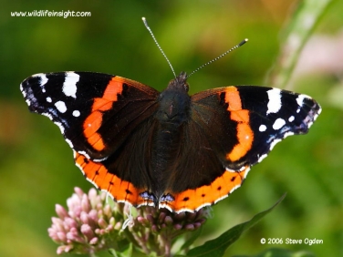 Red Admiral butterfly (Vanessa atalanta)