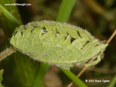 Red Admiral caterpillar nettle tent (Vanessa atalanta)