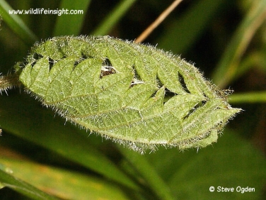 1590 Red Admiral (Vanessa atalanta) caterpillar nettle tent