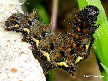 Red Admiral caterpillar (Vanessa atalanta) photo Steve Ogden