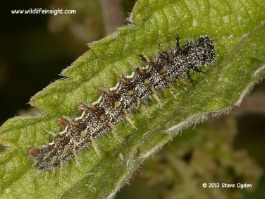 Red Admiral caterpillar (Vanessa atalanta) late instar caterpillar photo Steve Ogden