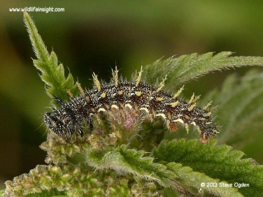Red Admiral caterpillar (Vanessa atalanta) late instar © 2014 Steve Ogden