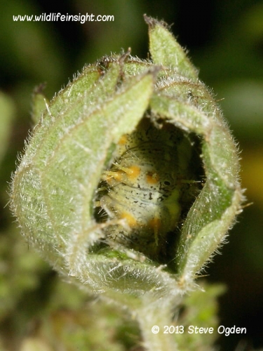 1590 Red Admiral butterfly (Vanessa atalanta) pale form of caterpillar inside nettle tent