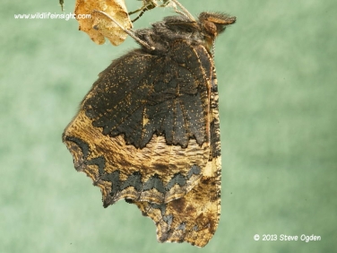 Small Tortoiseshell butterfly 4380