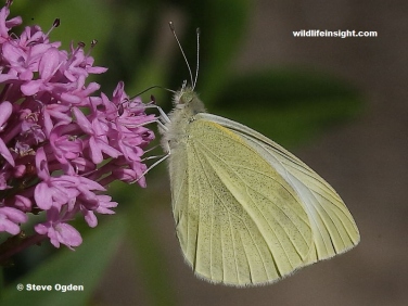 Underside of Small White Butterfly (Pieris rapae) - photo  Steve Ogden