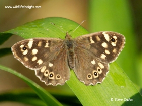 Speckled Wood (Pararge aegeria)