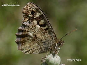 Underside of Speckled Wood butterfly (Pararge aegeria)