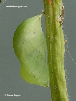 Speckled Wood chrysalis (Pararge aegeria) formed on a grass  stem - photo © Steve Ogden