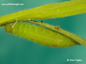 Speckled Wood pupating caterpillar