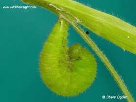 Speckled Wood pupating caterpillar 8639