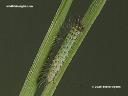 3 day old Wall Brown butterfly caterpillar