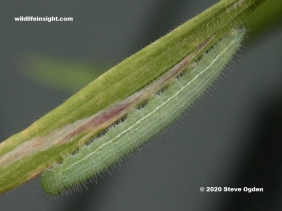 Fully grown  Wall Brown butterfly caterpillar