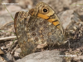 Pair of Wall Brown butterflies (Lasiommata megera)