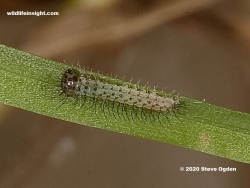1 day old Wall Brown butterfly caterpillar.