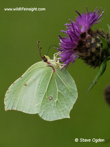 Brimstone butterfly (Gonepteryx rhamni)