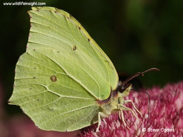 Brimstone butterfly (Gonepteryx rhamni) nectaring on sedum