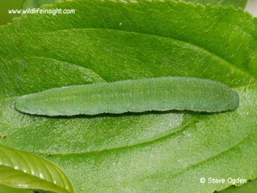 brimstone butterfly 22mm caterpillar