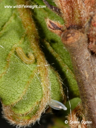 brimstone butterfly 2 day old 2.5mm caterpillar