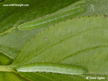 brimstone butterfly 8mm caterpillars