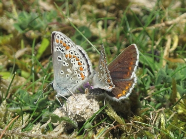 Brown Argus (Aricia agestis) - pair