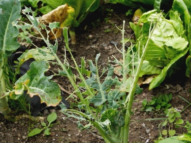 Cabbage eaten by the caterpillars of Large White Butterfly (Pieris brassicae)