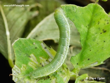 Clouded Yellow Butterfly (Colias croceus) 20mm caterpillar