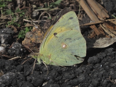 Clouded Yellow butterfly (Colias croceus)