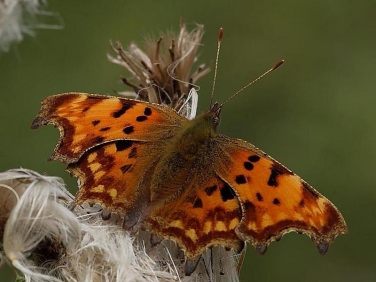 Comma butterfly (Polygonia c-album)