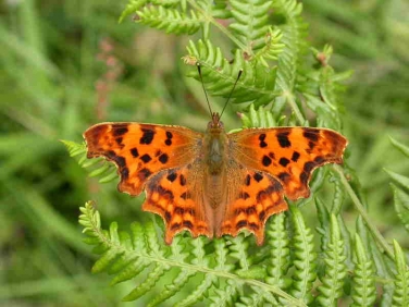 Comma butterfly (Polygonia c-album)