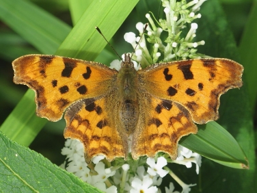 Comma butterfly (Polygonia c-album) form hutchinsoni